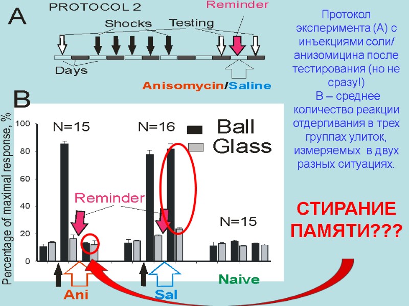 Протокол эксперимента (A) с инъекциями соли/ анизомицина после тестирования (но не сразу!)  B